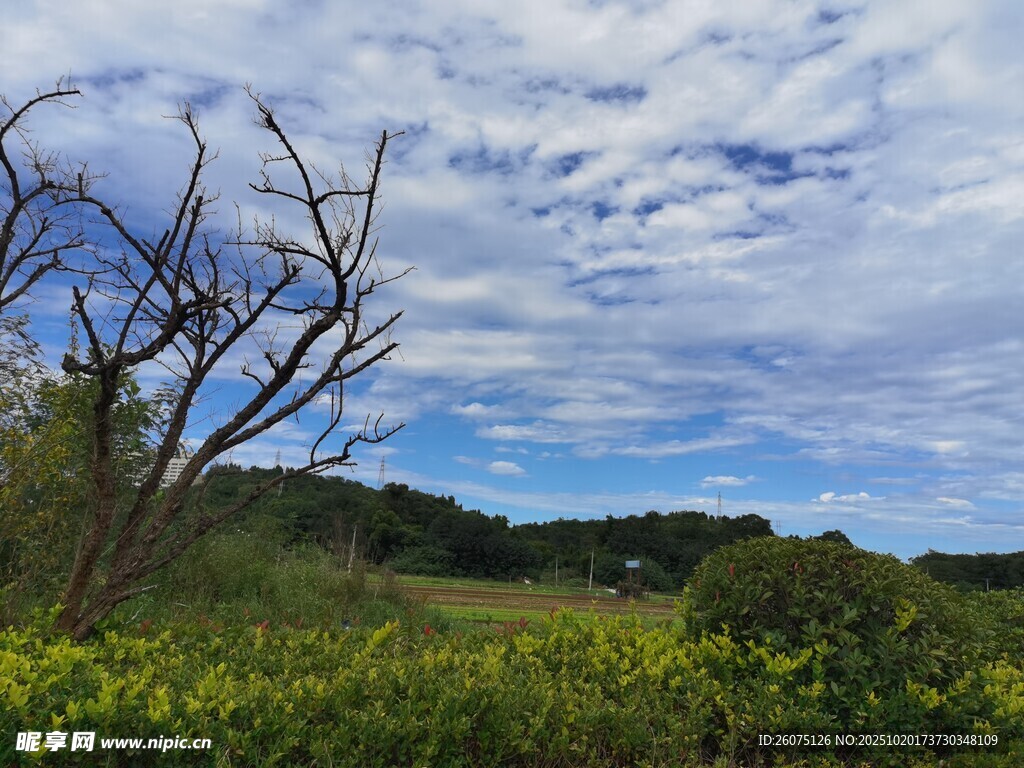 野外草地风景