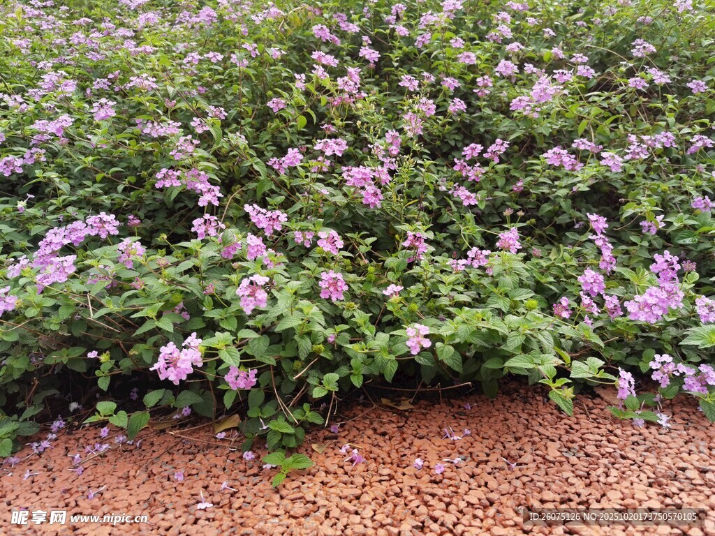 紫色花丛绽放生机