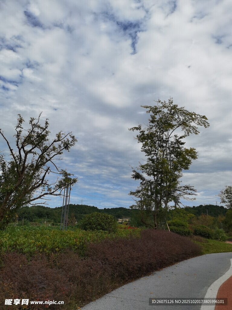 乡村蜿蜒小路旁的自然景致