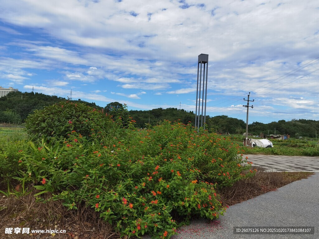 户外道路旁的绿植与高塔