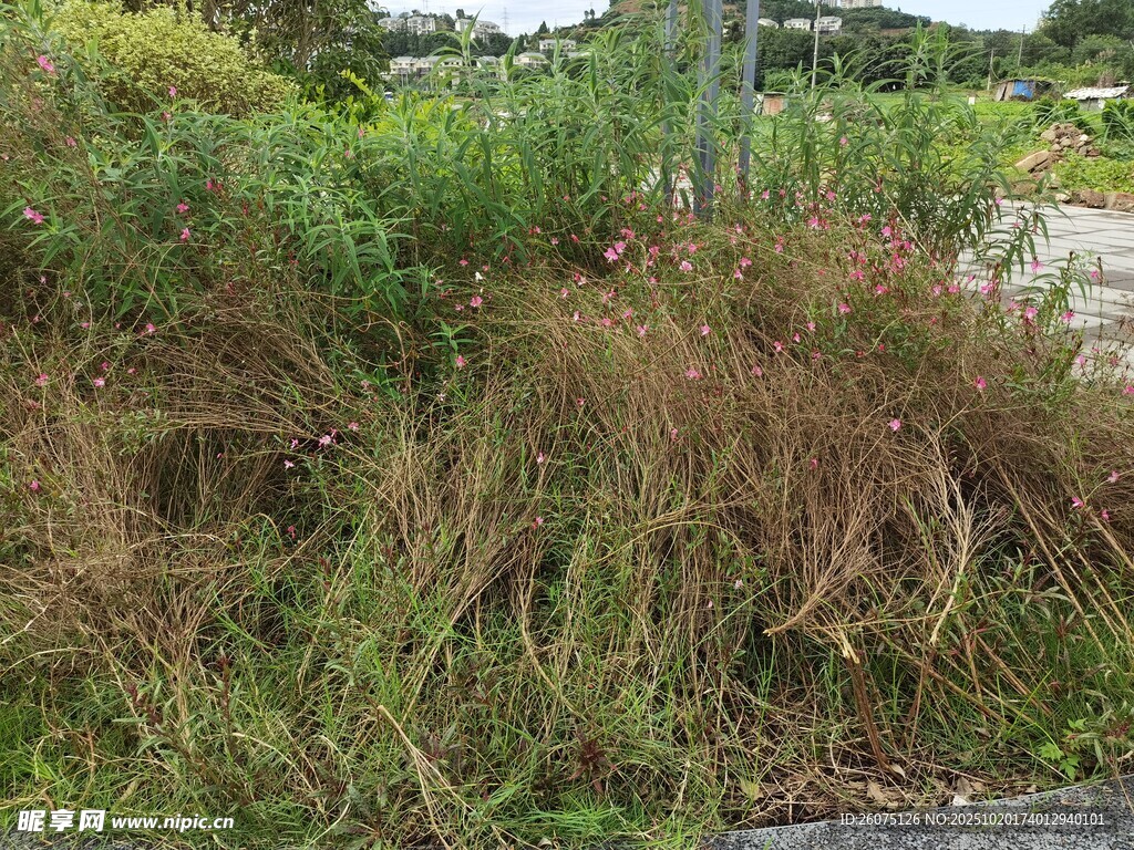 野外丛生的枯黄杂草
