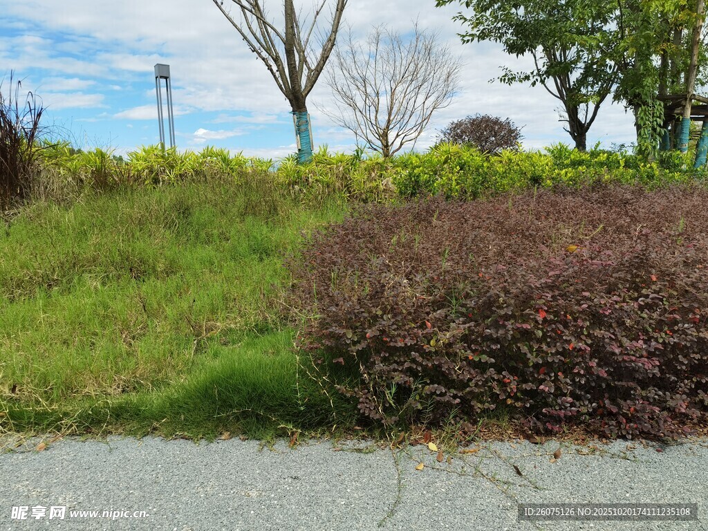 路边绿植景观