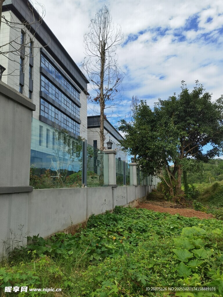 现代建筑旁的绿植景观
