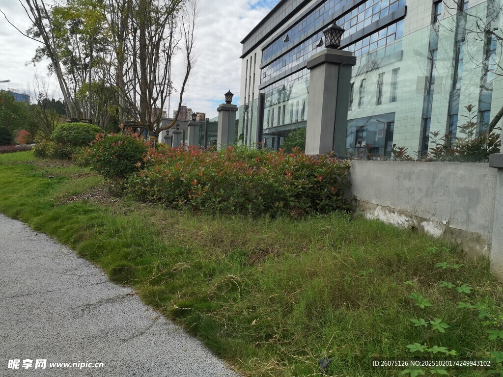 城市路边的绿植与建筑景观