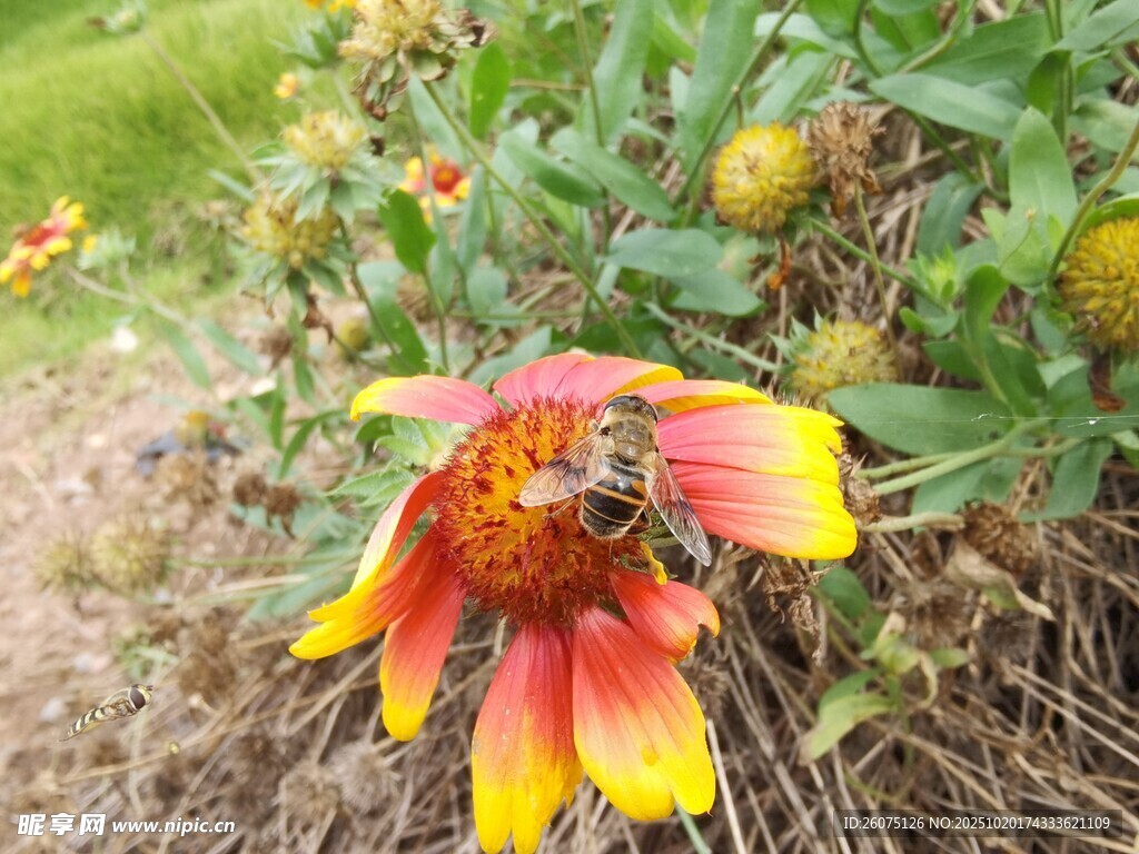 彩艳花朵上的忙碌蜜蜂