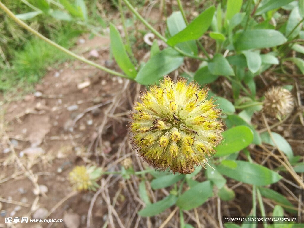 黄色球状野花特写