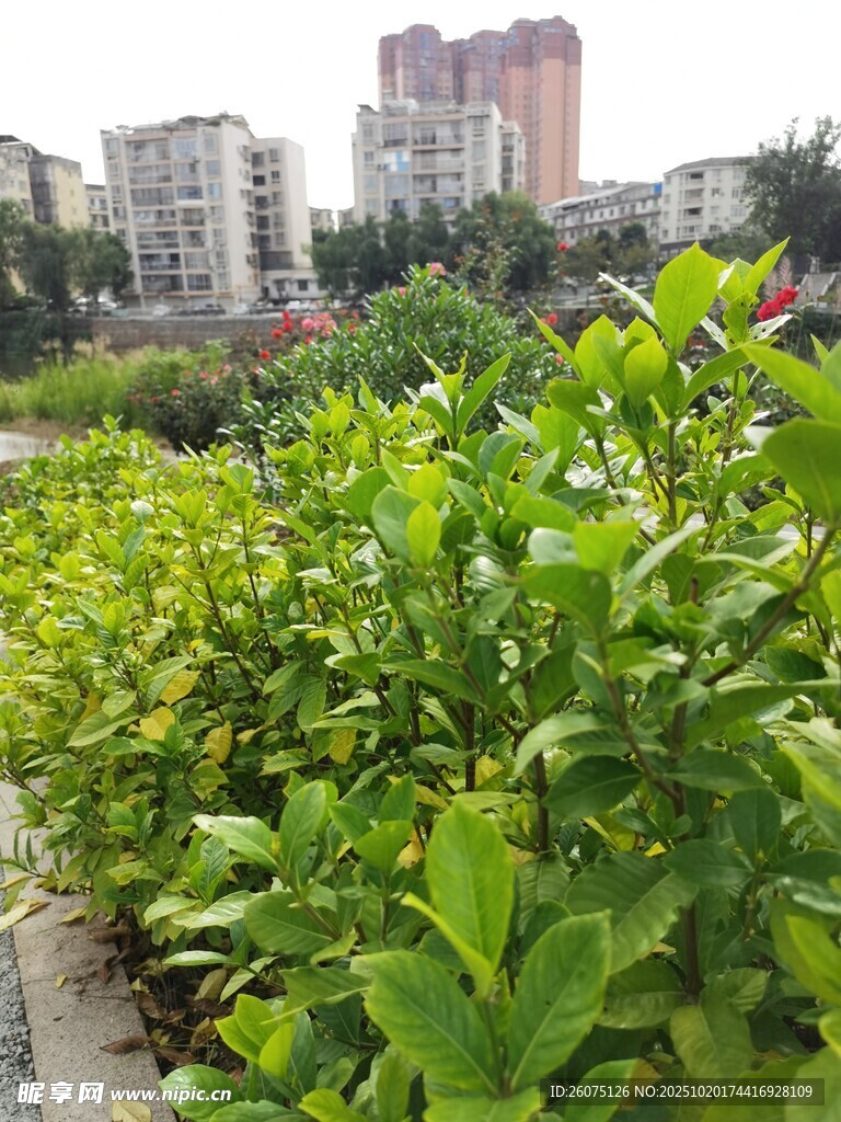城市中繁茂的绿植景观