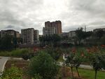 城市中绿意盎然的花园景观