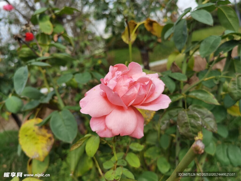 娇艳粉色月季花绽放