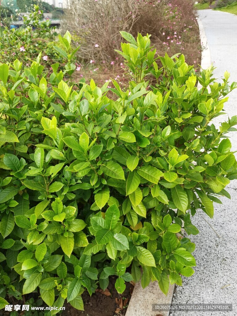 翠绿灌木植物景观