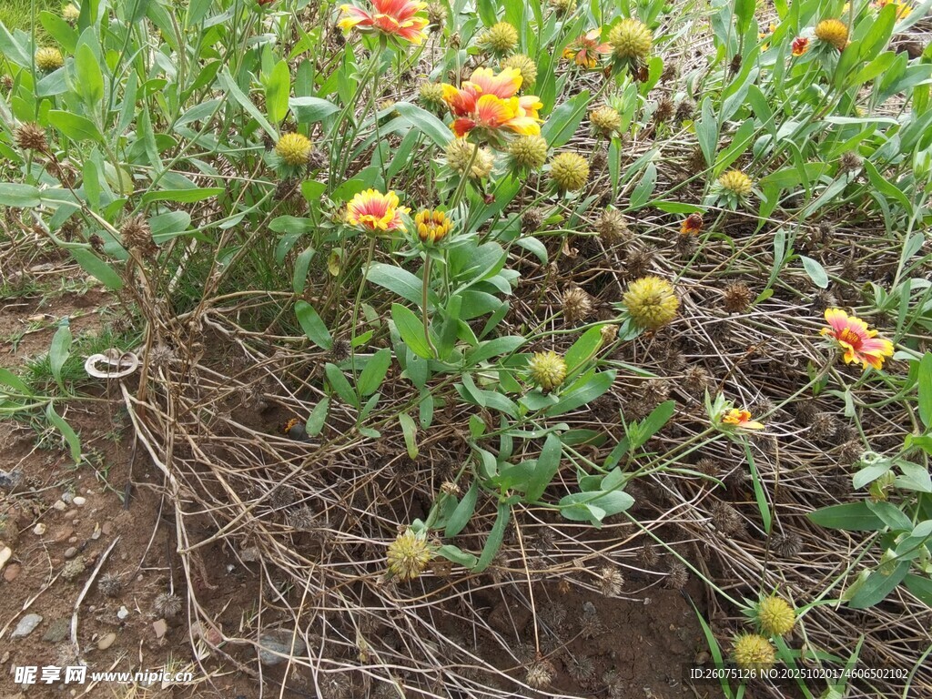 花丛中的多彩花卉