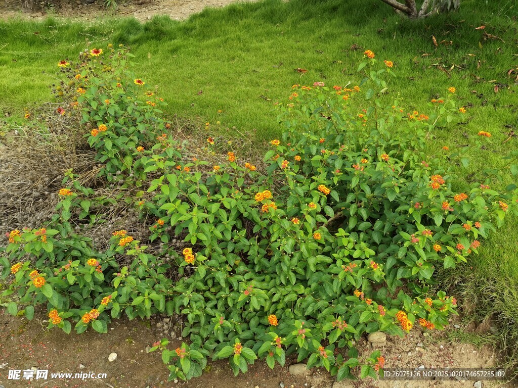 草地中的黄色小花丛