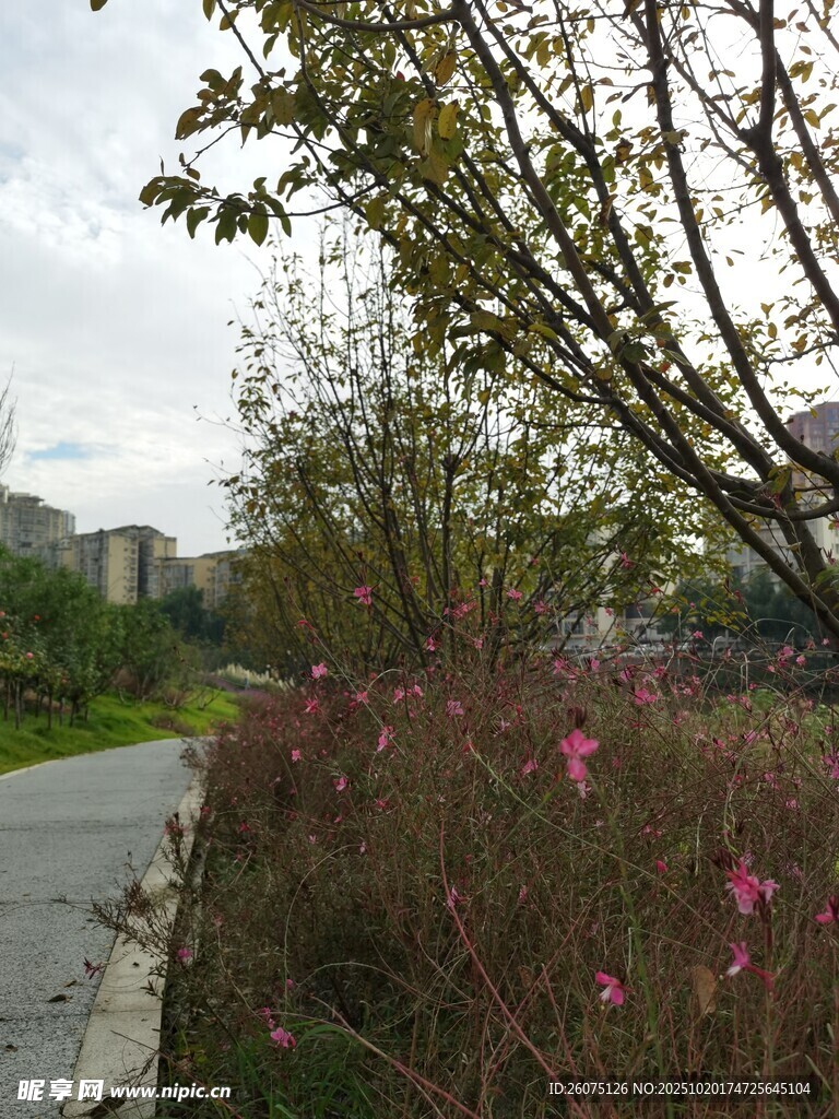 路边繁花绿树风景图