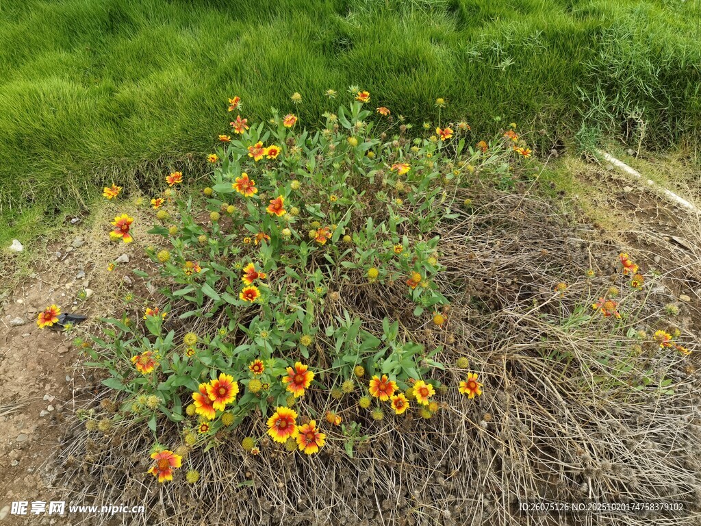 山坡上绽放的鲜艳小黄花