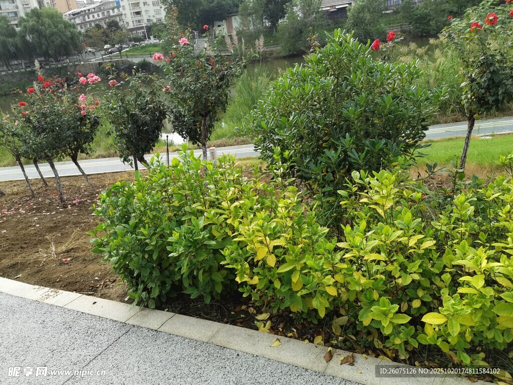 城市街边绿意盎然的植物