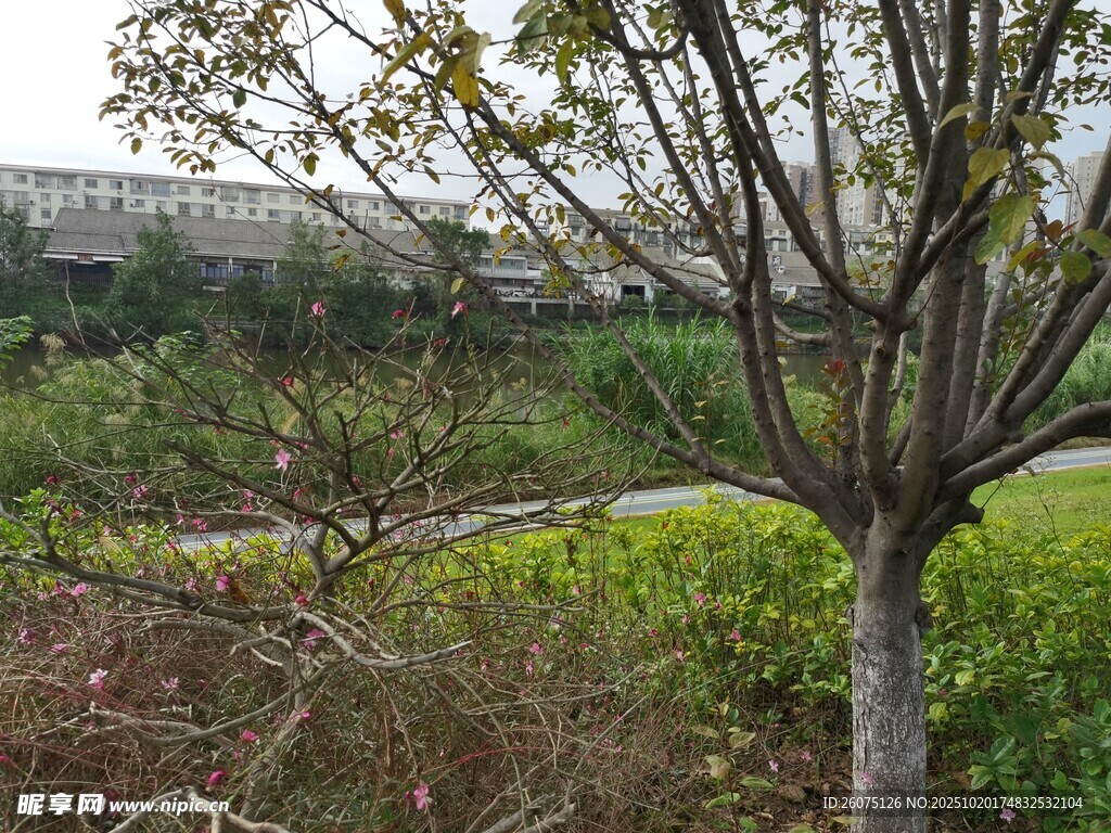 郊外光秃树木与绿植景观