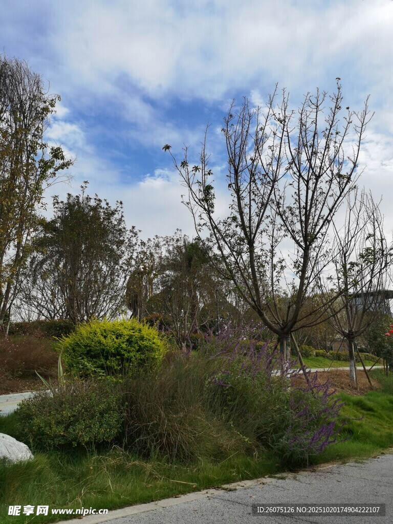 户外自然景观绿植与树木