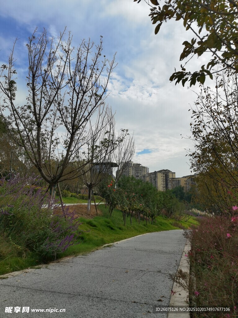 城郊小路旁的自然景致