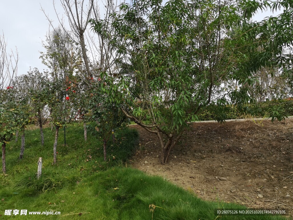 田园果树风景
