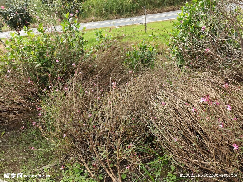 野外丛生植物景观