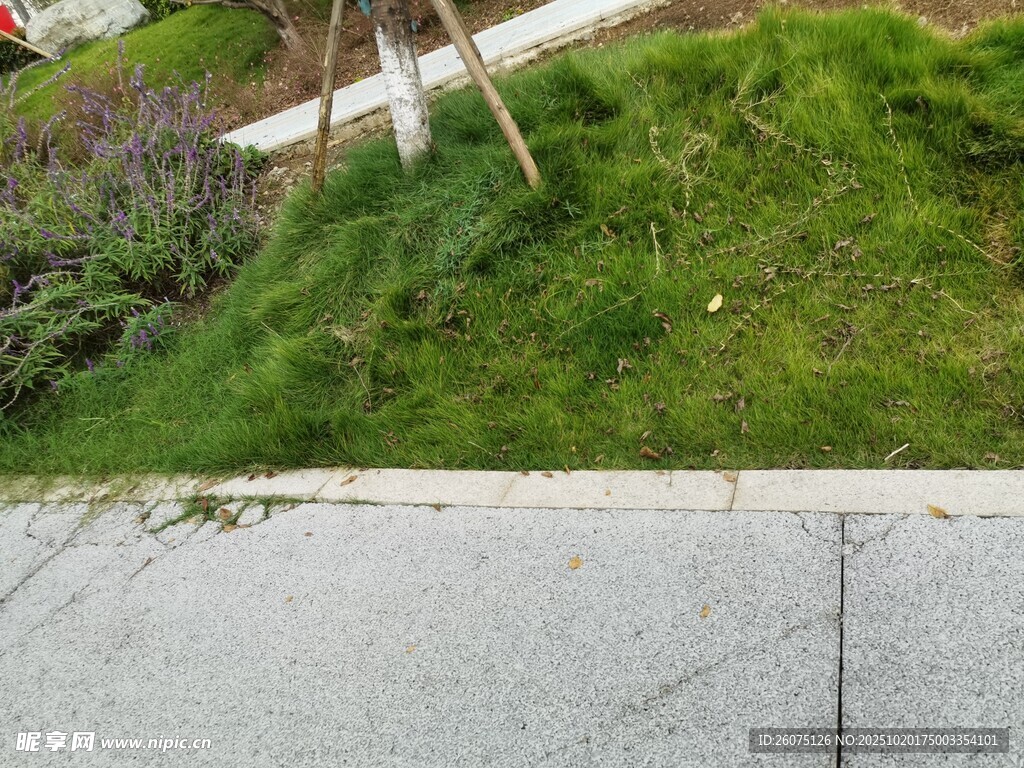 路边绿意盎然的草地