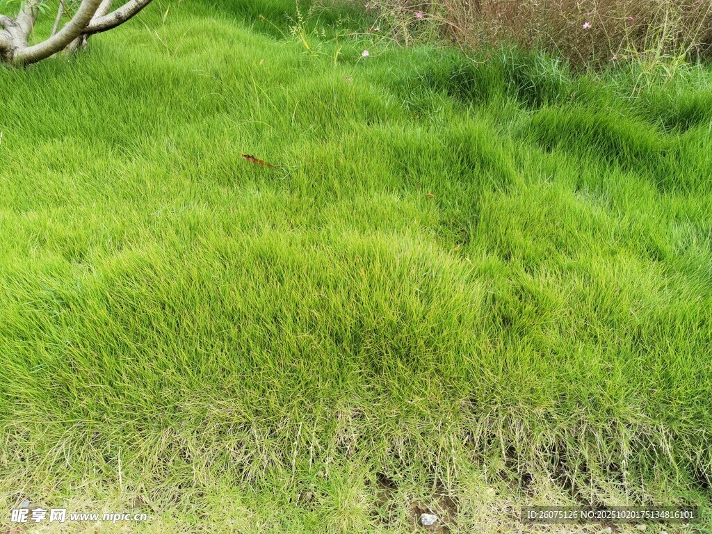 翠绿草地自然清新景致