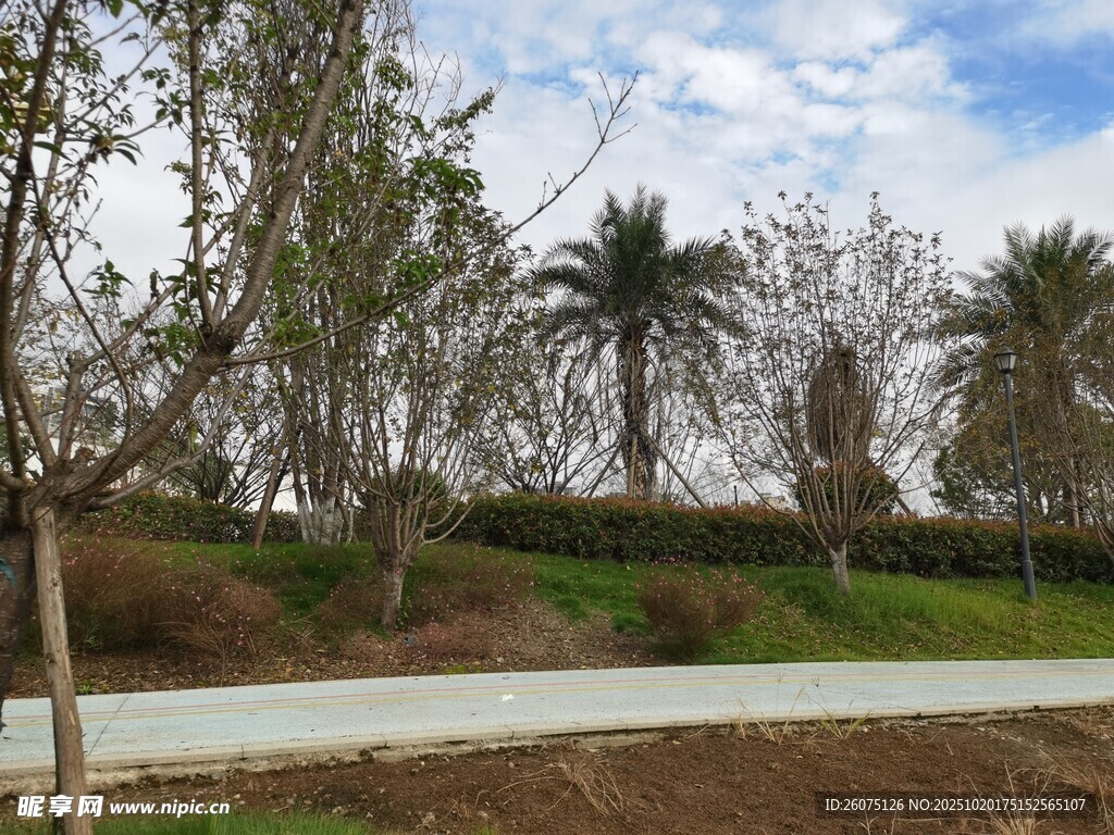 公园林荫小道景色