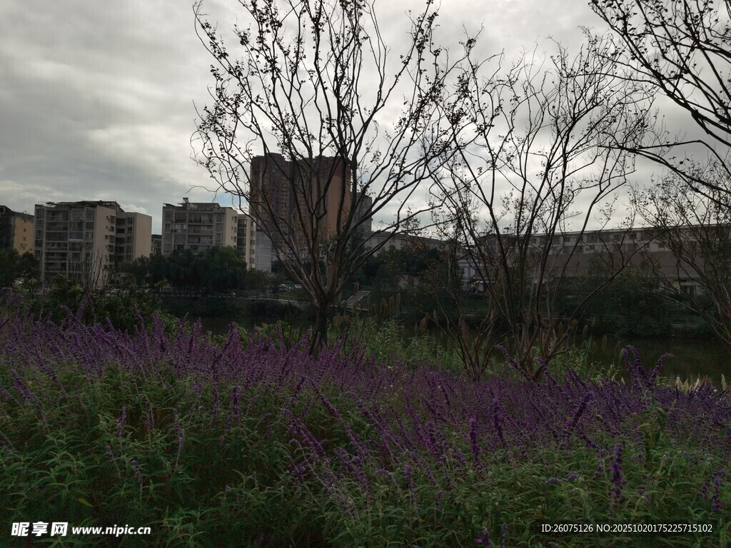 城市边的紫色花田与枯树