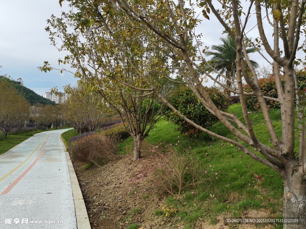 乡村小径旁的绿植景观