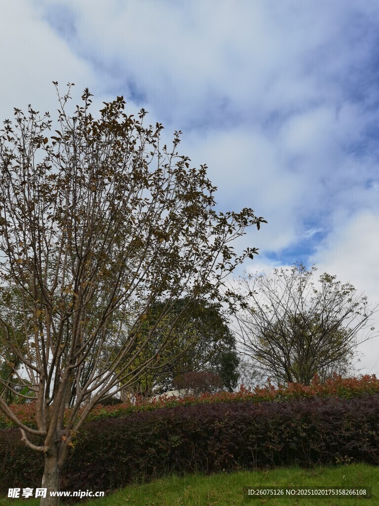 蓝天白云下的树木景观