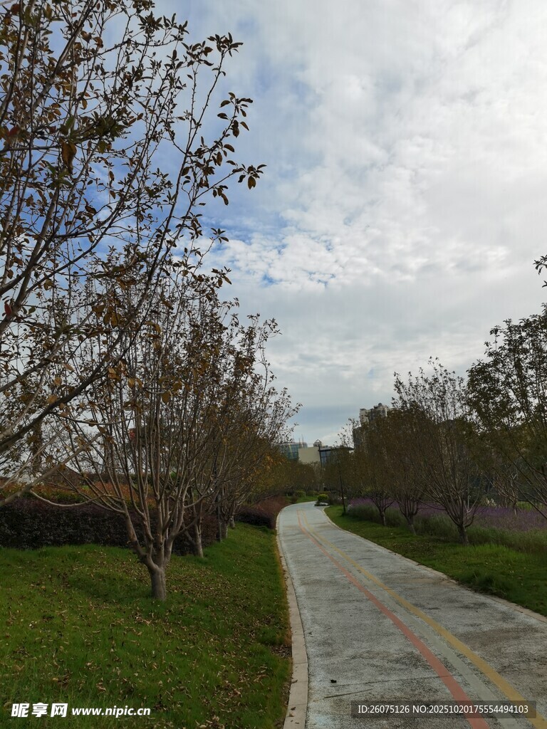 郊外林间小路风景