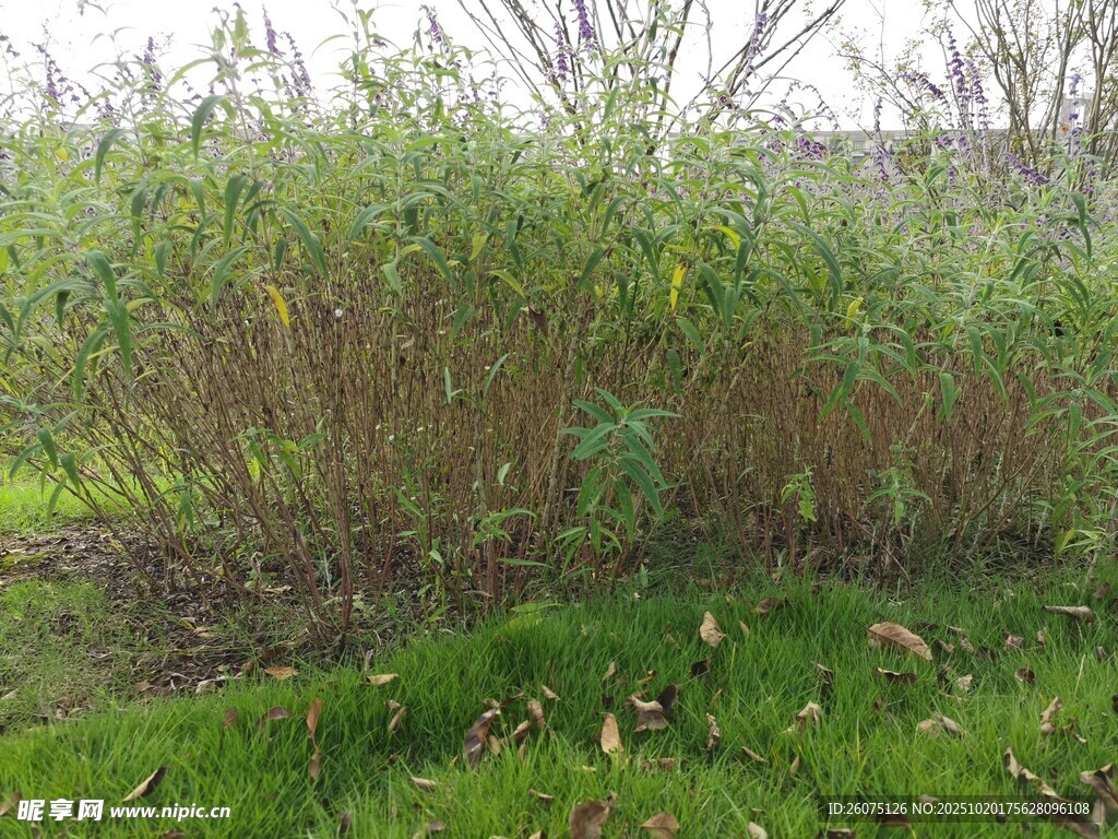 野外繁茂绿植景观