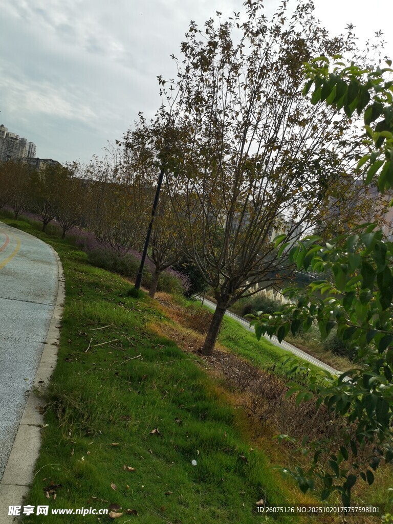 路边树木与草地景观