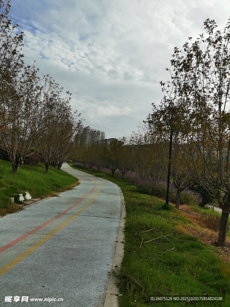 蜿蜒小路旁的树木与草地