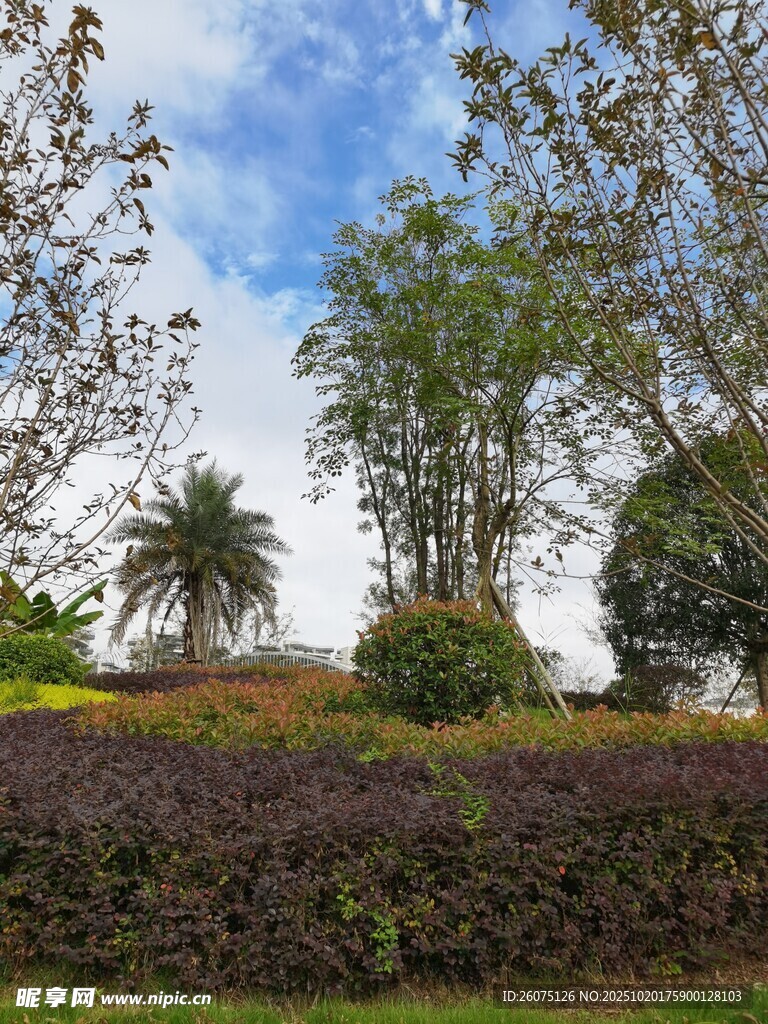 户外绿植景观