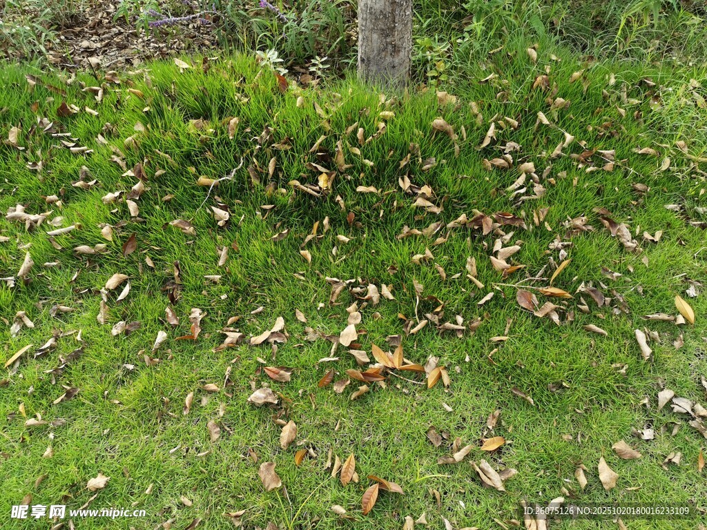 草地上散落的枯叶与白花