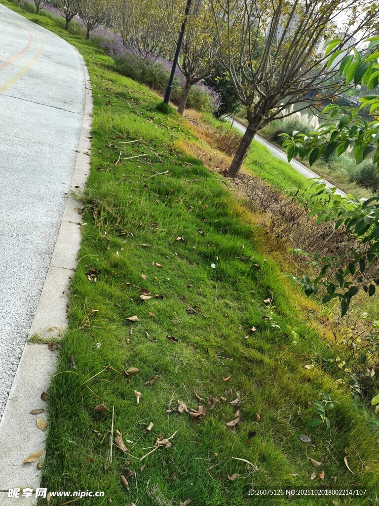 路边绿意盎然的草地景观