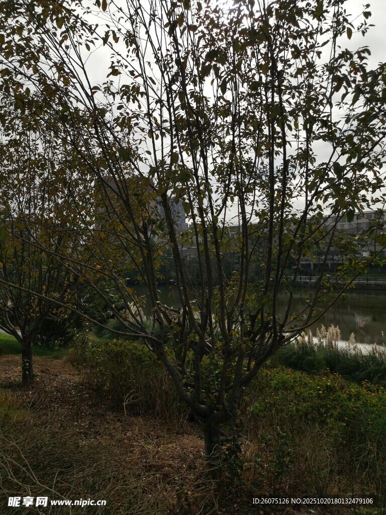 郊外树木景观