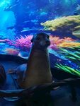水族馆中的可爱海狮