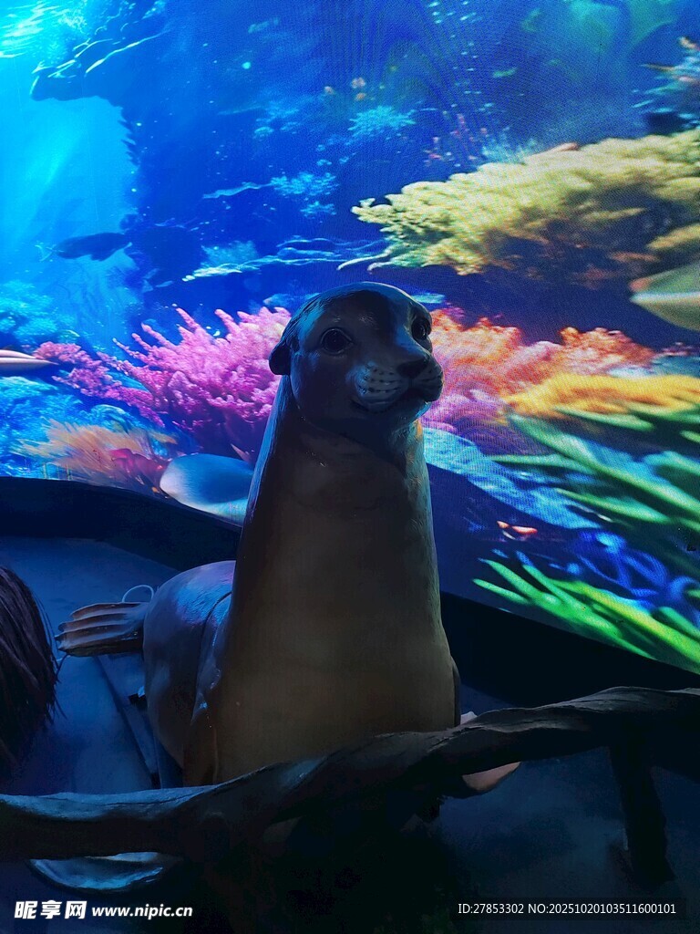 水族馆中的可爱海狮