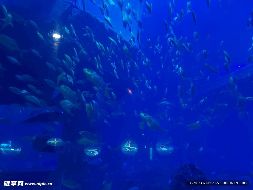 海洋中密集游动的鱼群