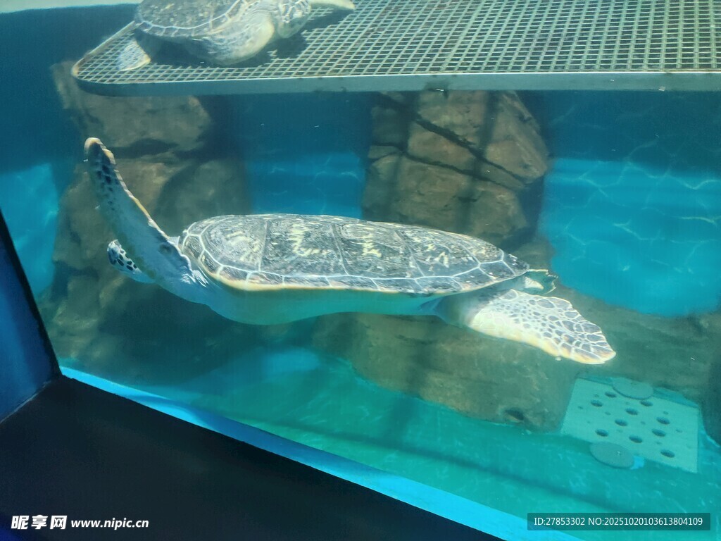 玻璃缸中的神秘海洋生物