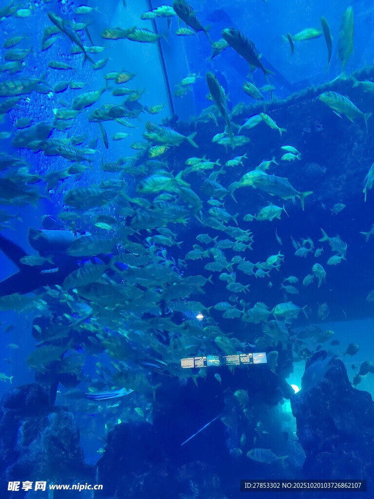 海底鱼群畅游的梦幻景象