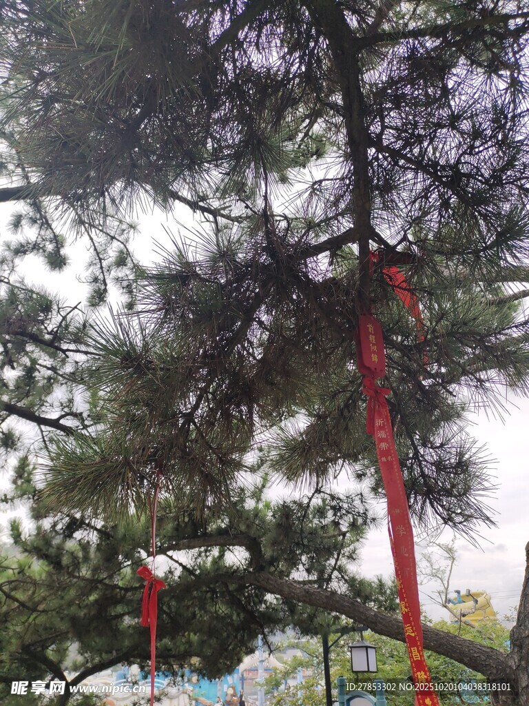 松树上的红色装饰