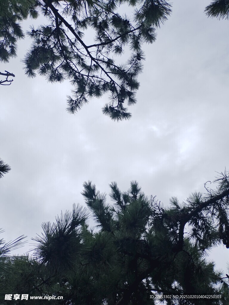 仰视松树枝叶与天空