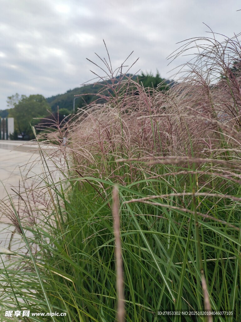 湖畔粉穗草
