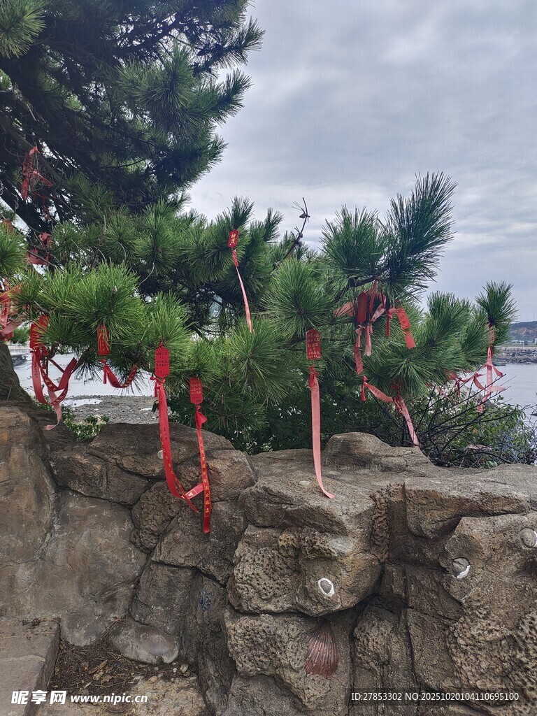 岩石上系红绸带的松树