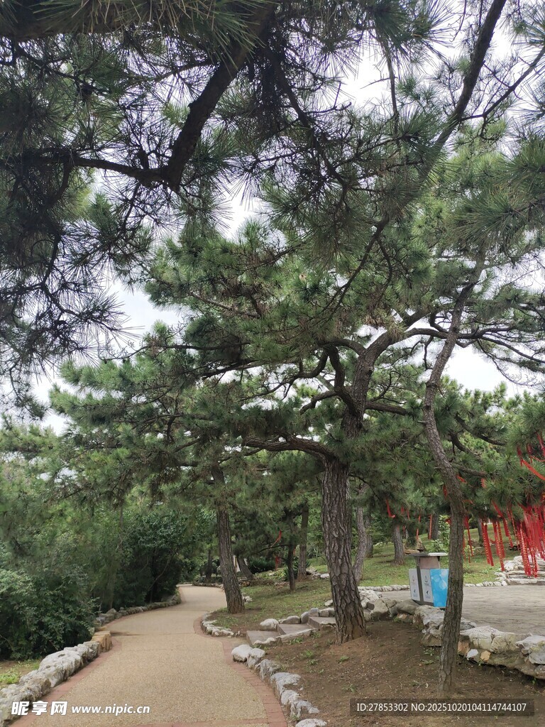 林间小径