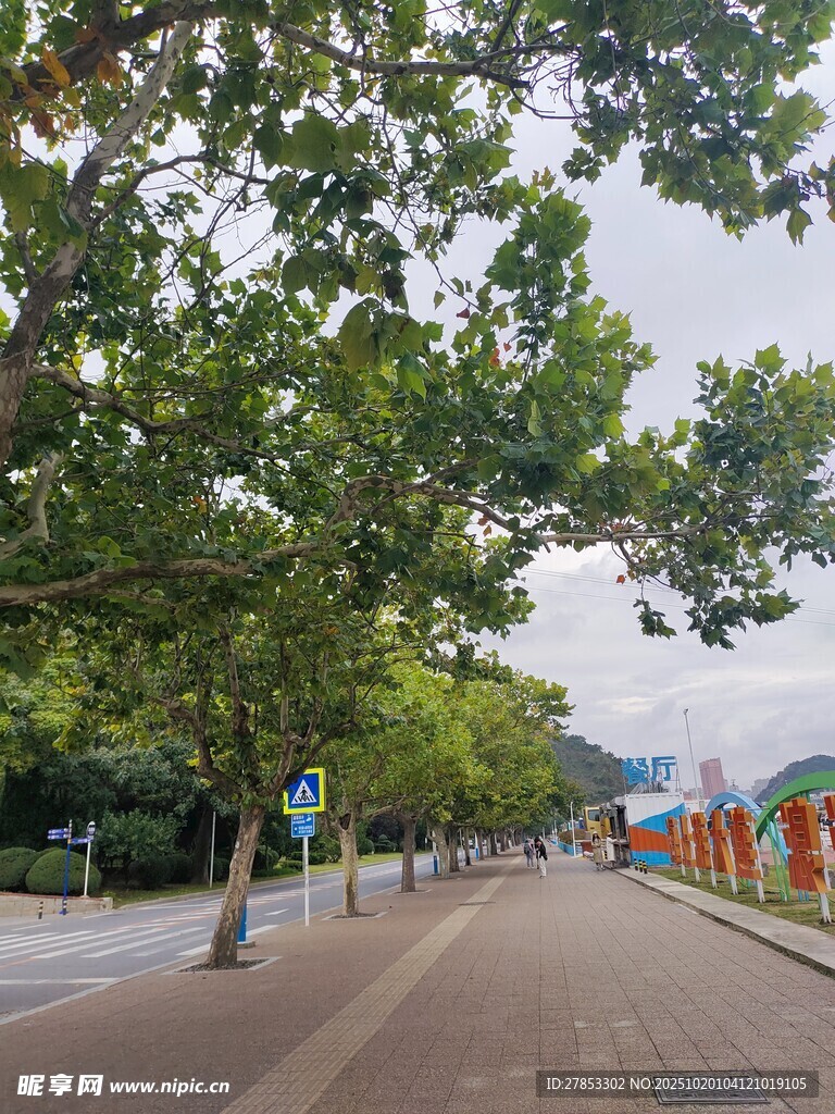林荫铺就的静谧街道