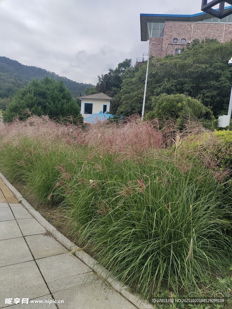 路边粉绿相间的草丛景观